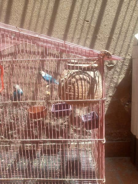 Love birds pair with cage 2