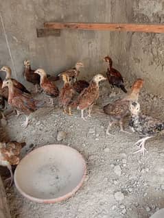 Pure aseel Thai chicks per peace 2500.