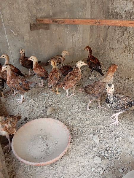 Pure aseel Thai chicks per peace 2500. 0