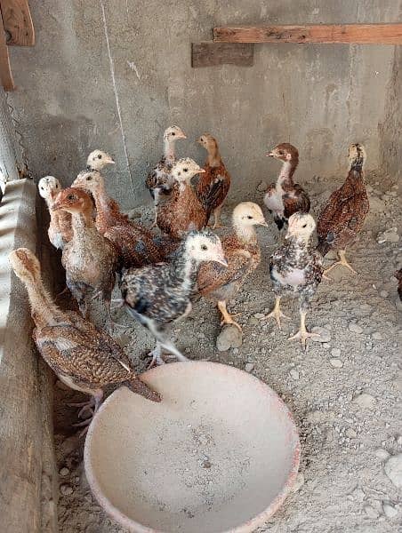 Pure aseel Thai chicks per peace 2500. 1