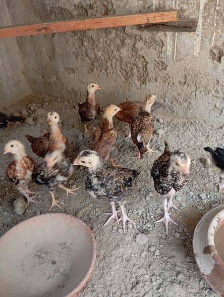 Pure aseel Thai chicks per peace 2500. 2