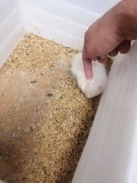 hand tamed triple coat hamsters 6