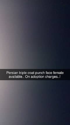 Persian triple coat female 03047390048