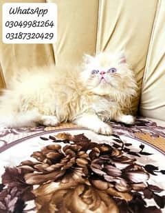 pure Persian female kitten peke face from cfa peke bloodline