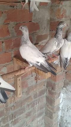beby pigeon for sale haldi and Activ sale argent