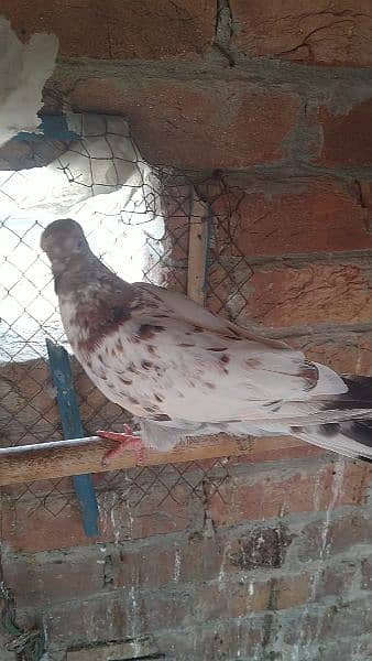 beby pigeon for sale haldi and Activ sale argent 1