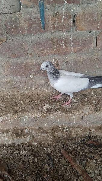 beby pigeon for sale haldi and Activ sale argent 2