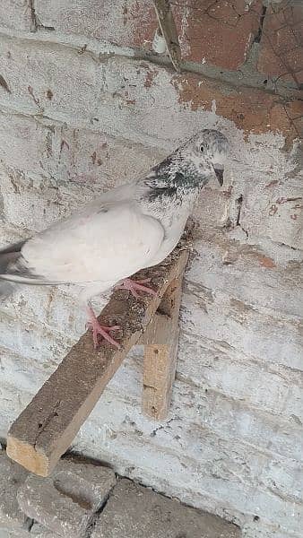beby pigeon for sale haldi and Activ sale argent 3