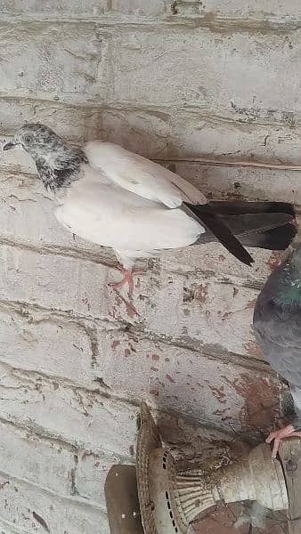beby pigeon for sale haldi and Activ sale argent 4