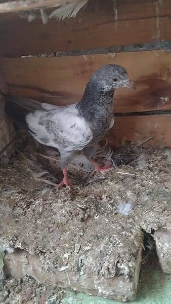 beby pigeon for sale haldi and Activ sale argent 5