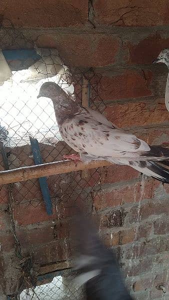beby pigeon for sale haldi and Activ sale argent 6