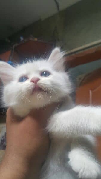 blue eyes persian kittens 1