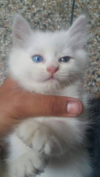 blue eyes persian kittens 0