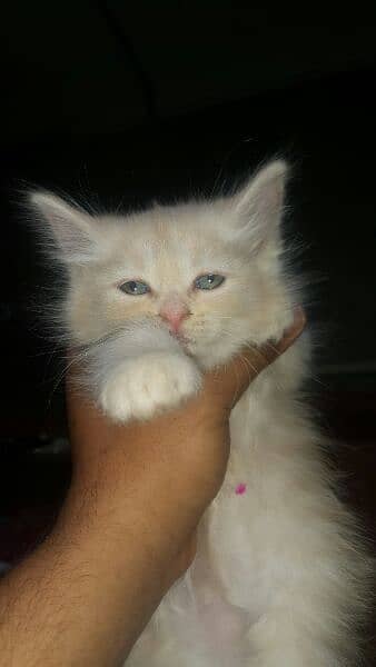 blue eyes persian kittens 3