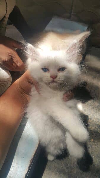 blue eyes persian kittens 4