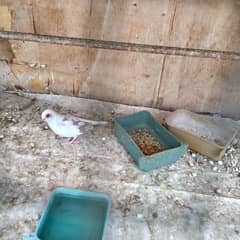 2 Red pied dove pairs for sale 0