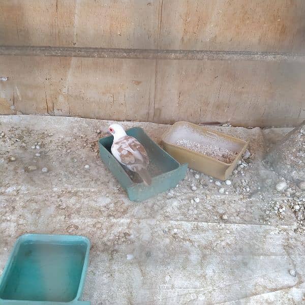 2 Red pied dove pairs for sale 1