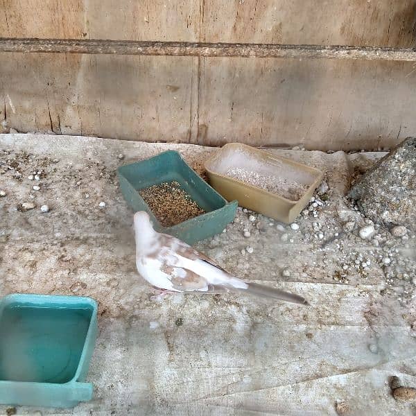 2 Red pied dove pairs for sale 2