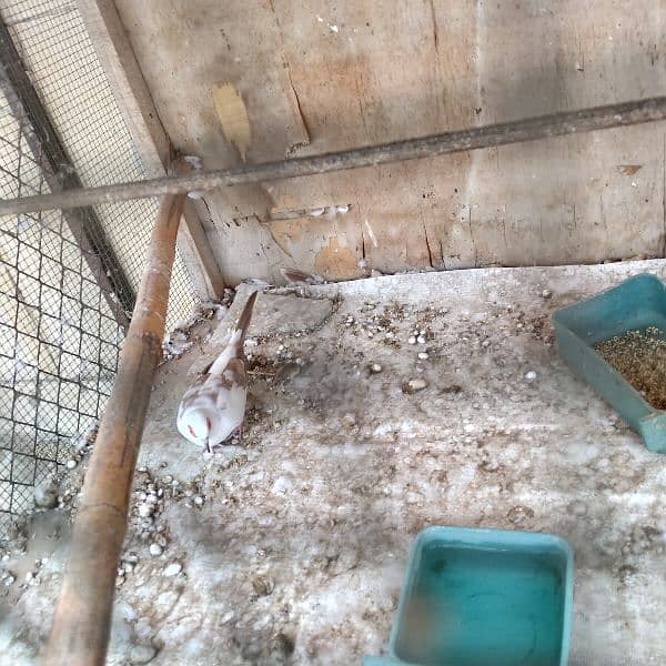 2 Red pied dove pairs for sale 3