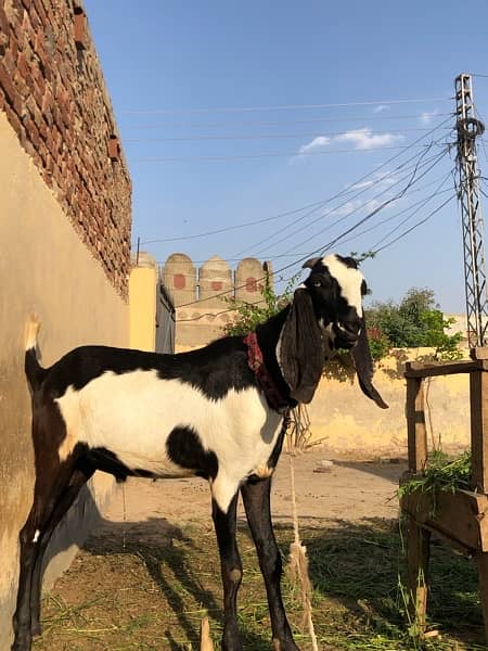 Two male goats for sale 1