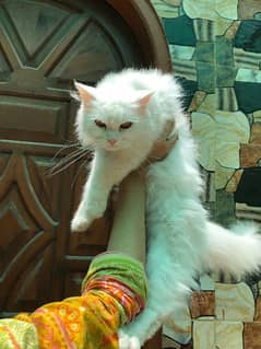 persian cat (white female)