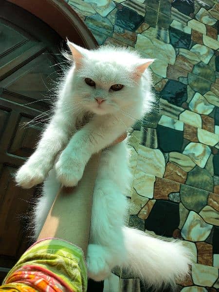 persian cat (white female) 1