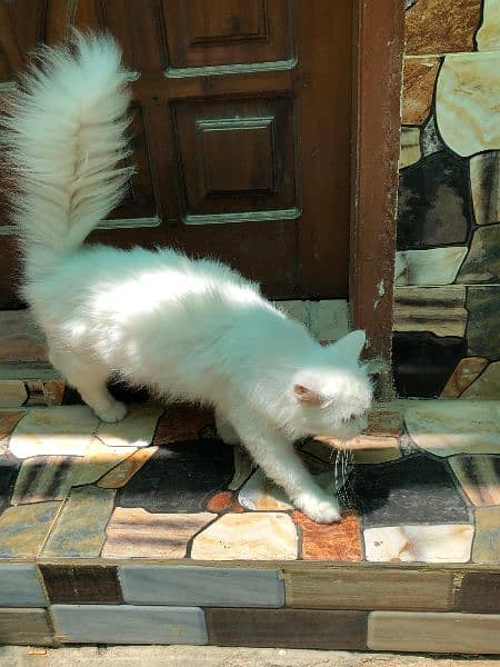 persian cat (white female) 3