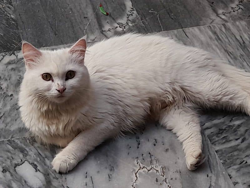 Persian Cats | Persian Kittens | Double Coated Kittens For Sale 6