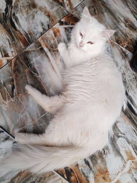 Persian Cats | Persian Kittens | Double Coated Kittens For Sale 8