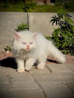 Pure Persian Extreme Punch Face Kitten