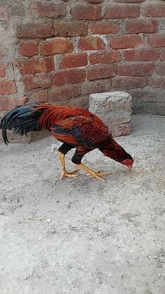 A cock