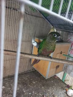 Green conure red factor