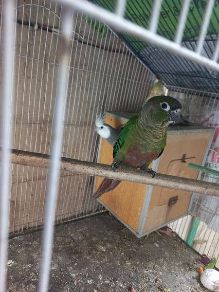 Green conure red factor 0