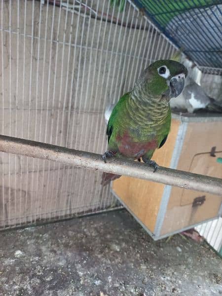 Green conure red factor 1