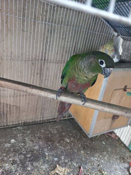 Green conure red factor 4