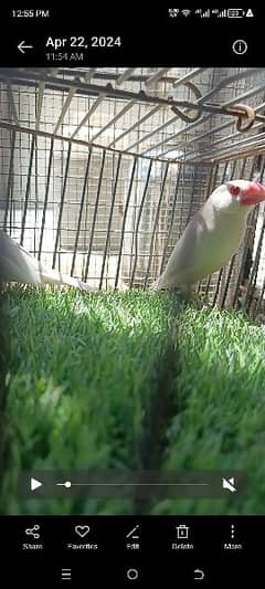 Finch  Opel Java pair white Java phatty female for sale