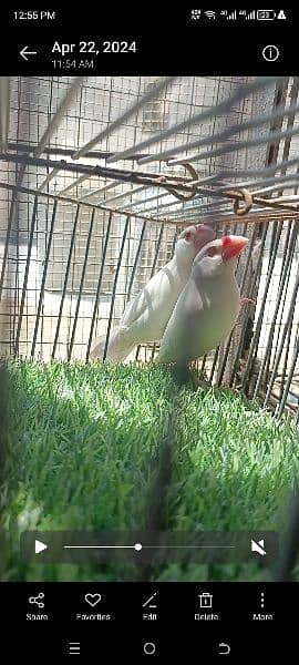 Finch  Opel Java pair white Java phatty female for sale 1