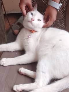beautiful  boy cat bread Turkish angora for sale contact serious buyer
