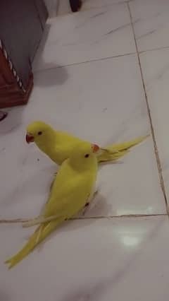 Yellow ringneck age 7 months+ with DNA. Green ringneck all breeder pair 0