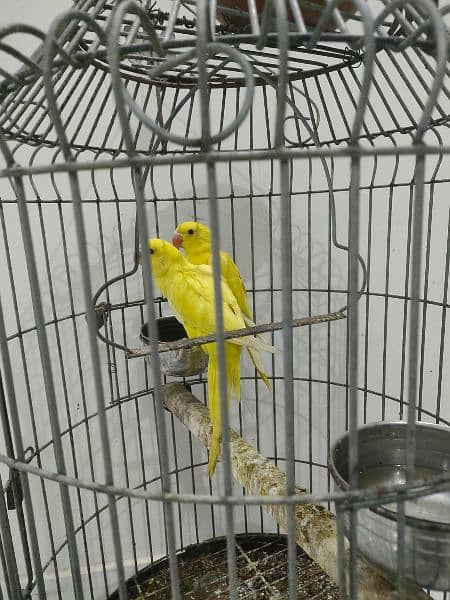 Yellow ringneck age 7 months+ with DNA. Green ringneck all breeder pair 4
