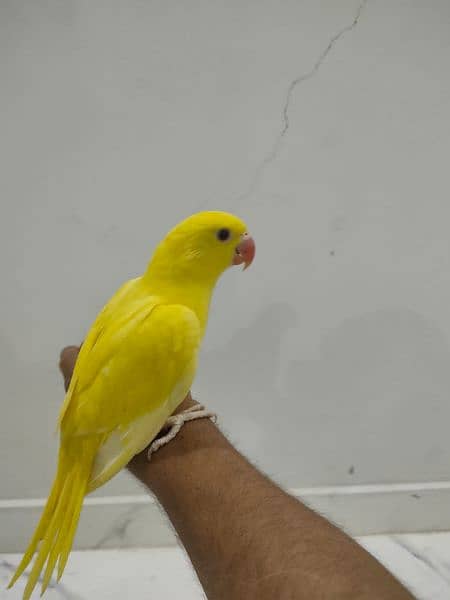 Yellow ringneck age 7 months+ with DNA. Green ringneck all breeder pair 5