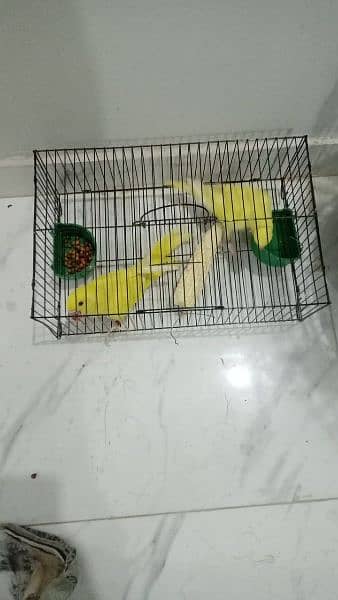 Yellow ringneck age 7 months+ with DNA. Green ringneck all breeder pair 6