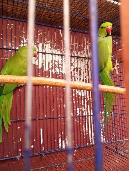 Yellow ringneck age 7 months+ with DNA. Green ringneck all breeder pair 7