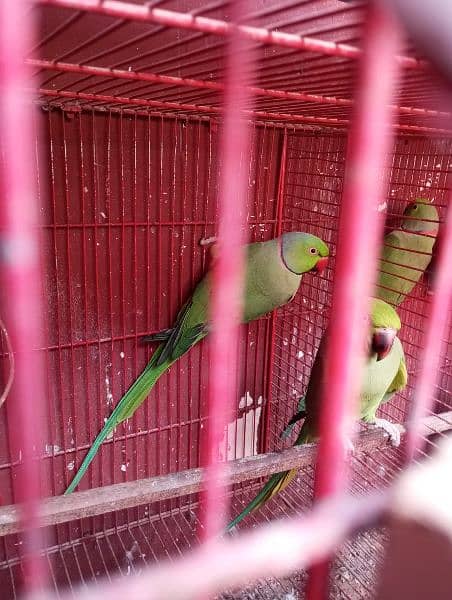 Yellow ringneck age 7 months+ with DNA. Green ringneck all breeder pair 8