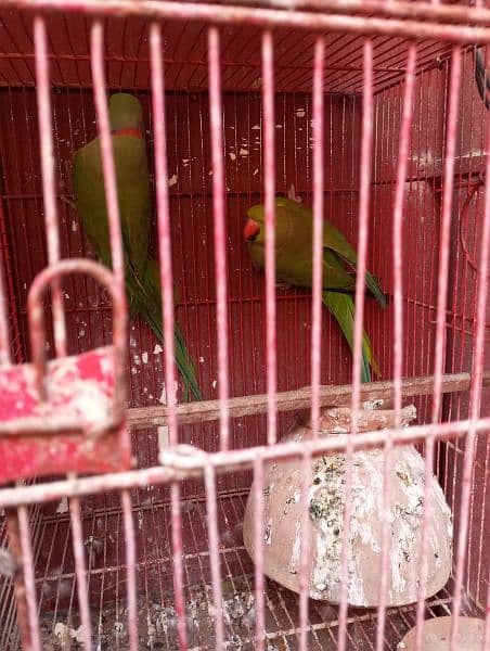 Yellow ringneck age 7 months+ with DNA. Green ringneck all breeder pair 9