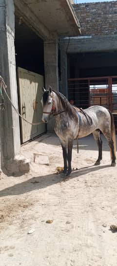 Horse Male (Uqaab) 0