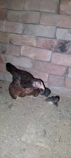 One Aseel Murghi with two Chicks for sale MashAllah healthy and active