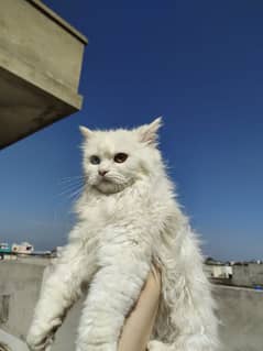 persian cats couple for sale
