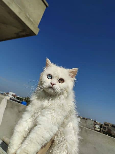 Cat | Kitten | Cat pair | Persian kitten | Triple coat Cat 1