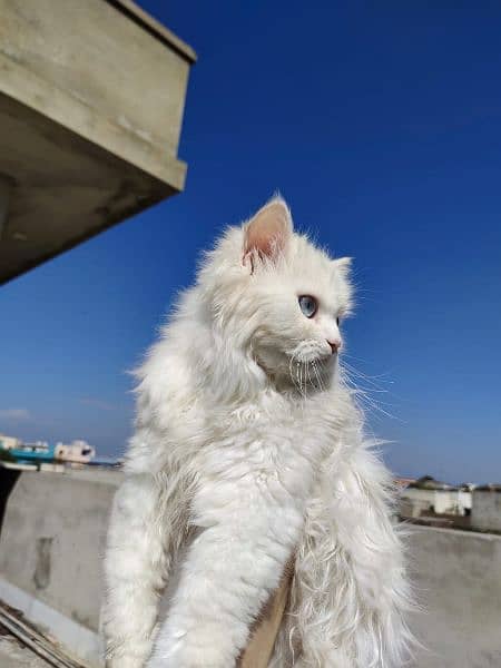 Cat | Kitten | Cat pair | Persian kitten | Triple coat Cat 2